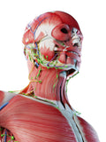 Self-paced Online Home Study 6 CE Hour Lymphatic Facial