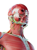LIVE-IN PERSON 6 CE Hour Lymphatic Facial in Miami Florida