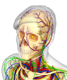 Self-paced Online Home Study 24 CE Hour Manual Lymphatic Drainage Full Body & Facial