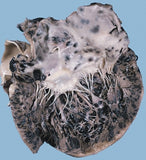 Self-paced Online Home Study 12 CE Oncology & Geriatric Massage