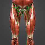 LIVE IN-PERSON 24 CE Hour Manual Lymphatic Drainage Full Body & Facial in Miami FL