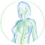 12 CE Hour Lymphatic Drainage Basics & Lymphatic Facial