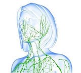 6  Hour Lymphatic Drainage REFRESHER CLASS - No CE Credit or Certificate Awarded
