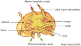 6 CE Hour Lymphatic Facial (Computer-Based Live Interactive Webinar)