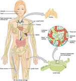 24 CE Hour Manual Lymphatic Drainage Full Body & Facial (Computer-based Live Interactive Webinar)