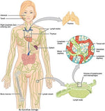 LIVE IN-PERSON 24 CE Hour Manual Lymphatic Drainage Full Body & Facial in Miami FL