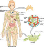 Self-paced Online Home Study 24 CE Manual Lymphatic Drainage Full Body & Facial