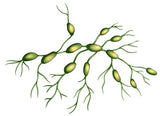 24 CE Hour Manual Lymphatic Drainage Full Body & Facial (Computer-based Live Interactive Webinar)