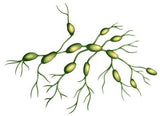 LIVE IN-PERSON 24 CE Hour Manual Lymphatic Drainage Full Body & Facial in Miami FL