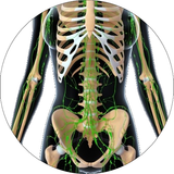 12 CE Hour Lymphatic Drainage Basics & Lymphatic Facial