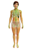 Self-paced Online Home Study 24 CE Hour Manual Lymphatic Drainage Full Body & Facial