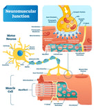 6 CE Hour Neuromuscular Therapy Basics (Computer-Based Live Interactive Webinar)