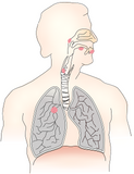 24 CE Advanced Geriatric Oncology Bodywork & Massage (Computer-Based Live Interactive Webinar)
