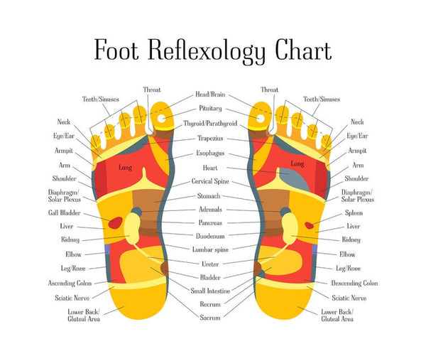 6 Ce Hour Foot Reflexology Basics Ce Institute Llc