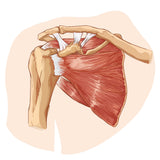 Self-paced Online Home Study 6 CE Active Assisted UPPER Body Stretching (AAS)