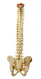 Self-paced Online Homestudy 24 CE Advanced Medical Massage