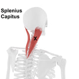 12 CE Trigger Point Therapy & Chair Massage (Computer-Based Live Interactive Webinar)
