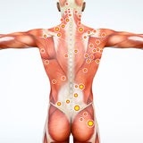 24 CE FL LMT Renewal Live Webinar & Home Study Package Trigger Point Therapy & Myofascial Release with Medical Massage Training Elective