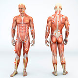 12 CE Hour Myofascial & Neuromuscular Therapy (Computer-Based Live Interactive Webinar)