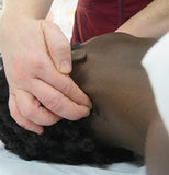 12 CE Trigger Point Therapy & Chair Massage (Computer-Based Live Interactive Webinar)