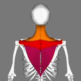 6 CE Hour Trigger Point Therapy (Computer-Based Live Interactive Webinar)