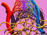 LIVE IN-PERSON 18 CE Hour Full Body Manual Lymphatic Drainage in Miami Florida