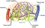 12 CE Hour Lymphatic Drainage Basics & Lymphatic Facial
