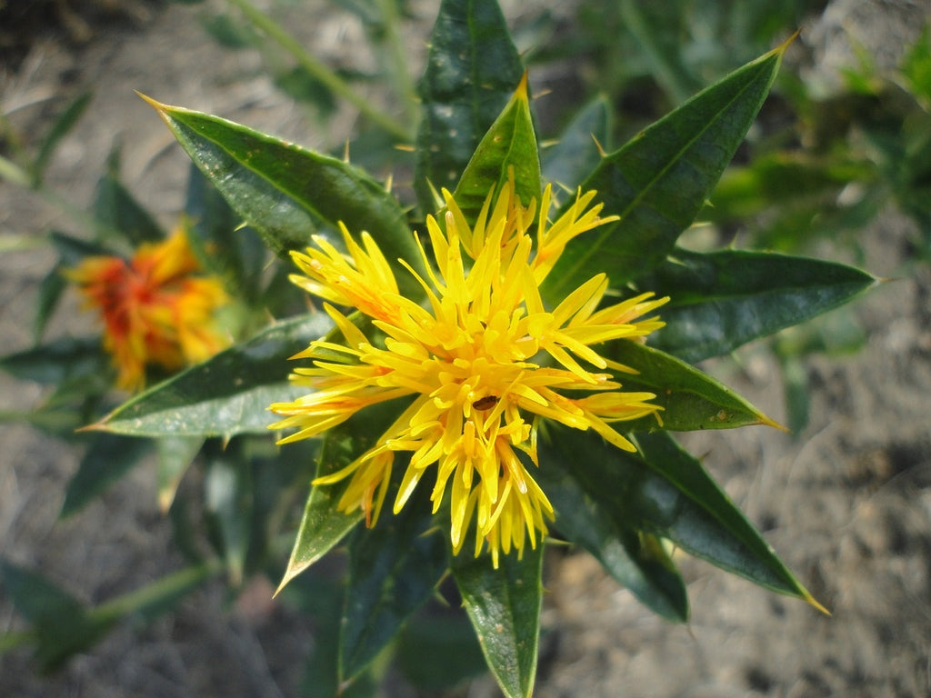 Safflower Oil Health Benefits in Bodywork or Massage Therapy Treatments