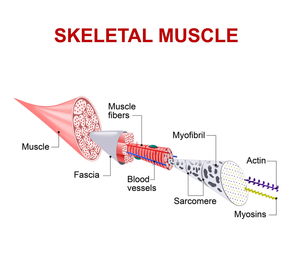 Myofascial Release Instructor Demonstrations: J-Stroking & Alphabet Stroking