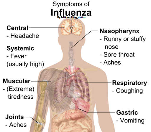 Flu & Influenza - Massage Therapy, Spa & Salon Service Contraindication