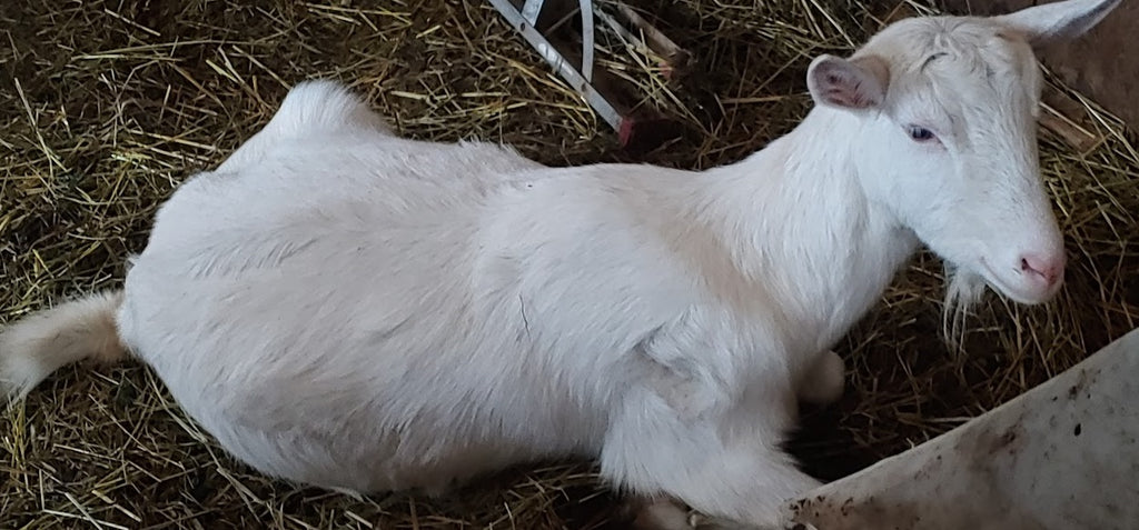Massage & Bodywork with Farm Animals - Jealousy within Herds