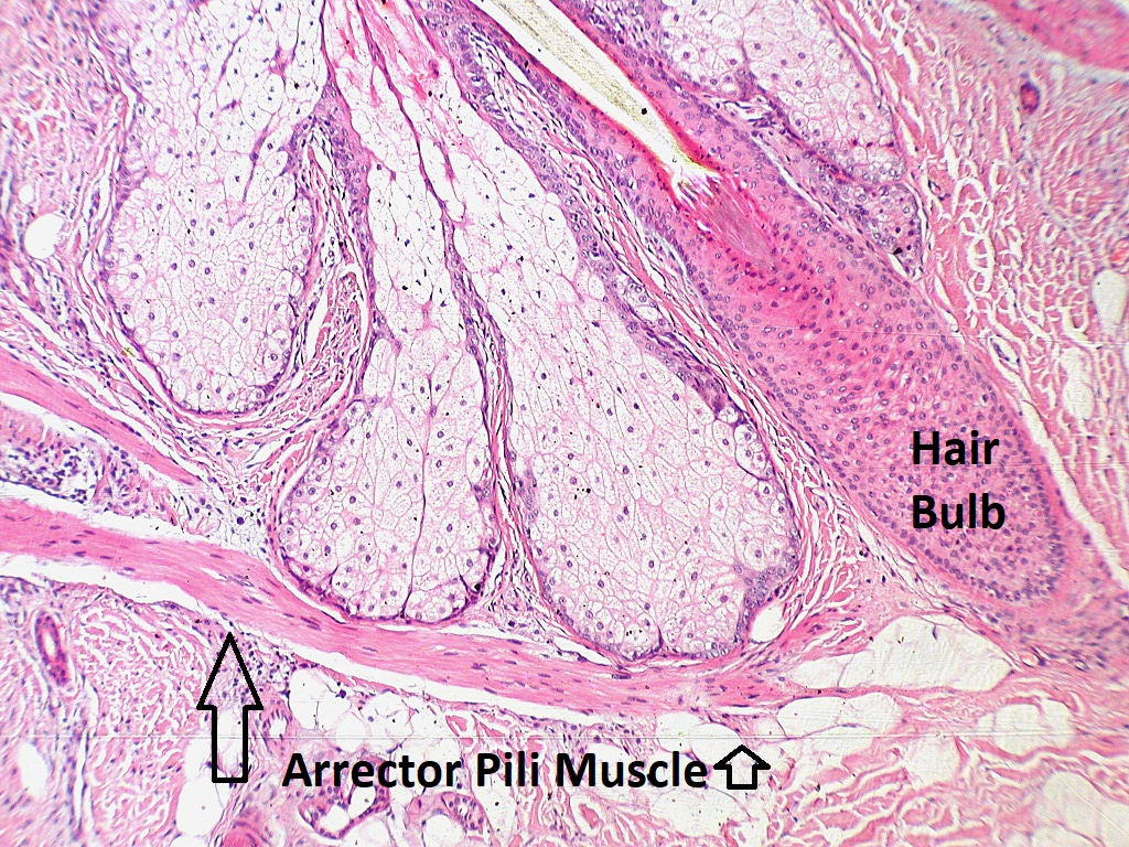 Hair Arrector Pili Muscle - What is It?