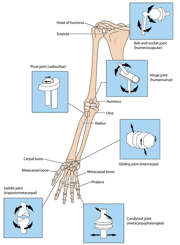 Muscle, Ligament & Joint Mobility Info for Massage Therapy