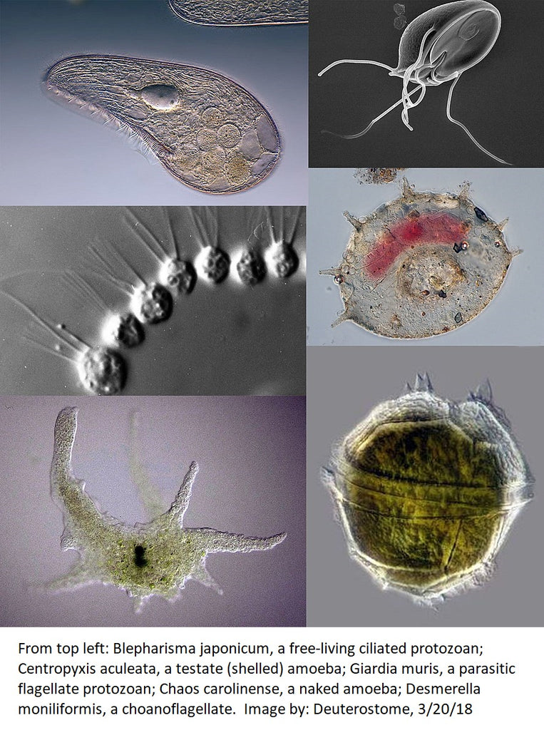 How Germs are Transmitted or Spread through Bodily Fluids