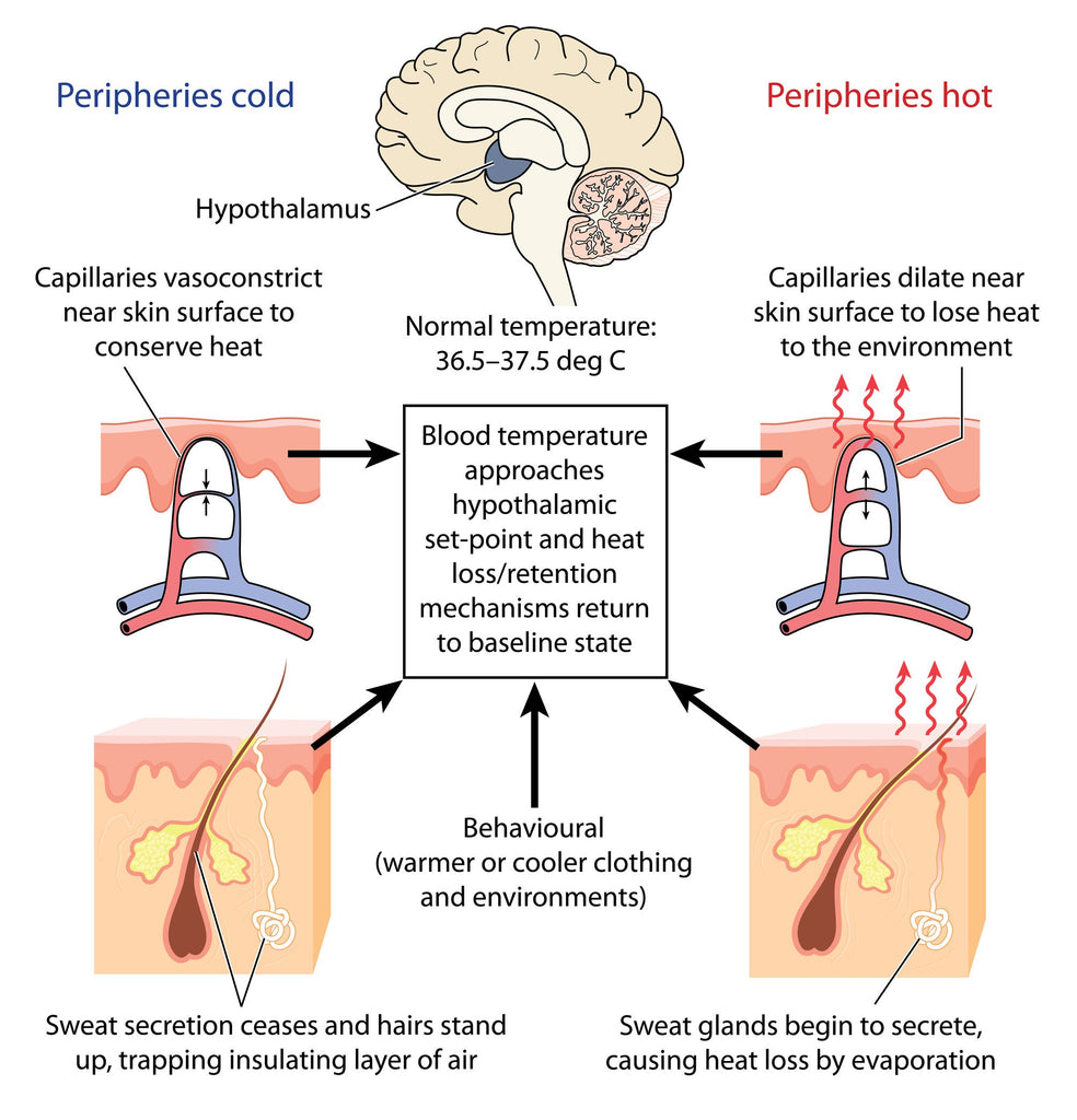 Sudoriferous Glands 101 for Massage Therapist, Spa & Salon Service Providers