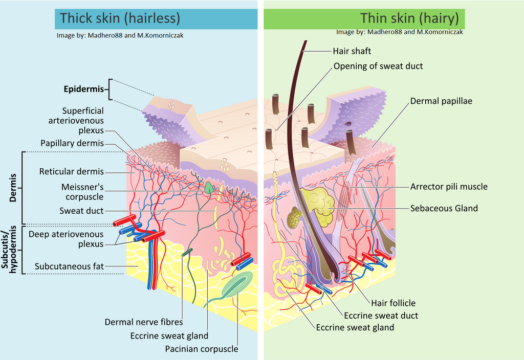 Thin Skin versus Thick Skin, The 101 for Massage Therapists, Spa & Salon Service Providers