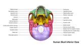 LIVE IN-PERSON 12 CE CranioSacral Basics