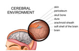 LIVE IN-PERSON 12 CE CranioSacral Basics