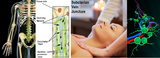 LIVE IN-PERSON 18 CE Hour Full Body Manual Lymphatic Drainage