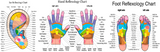 24 CE FL LMT Renewal Home Study Package: Reflexology: Foot, Hand & Ear