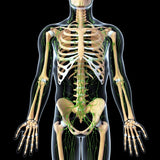 18 CE Hour Full Body Manual Lymphatic Drainage (Computer-based Live Interactive Webinar)