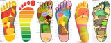 Self-paced Online Home Study 1 CE Hour Foot Reflexology Theory