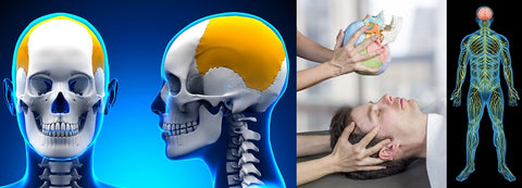 LIVE IN-PERSON 12 CE CranioSacral Basics