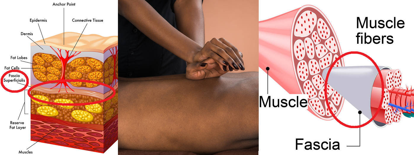 Self-paced Home Study 6 CE Hour Myofascial Release