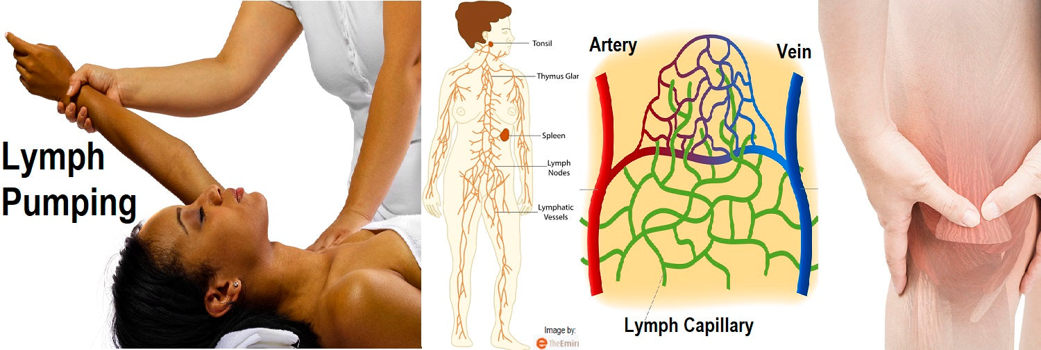 Self-paced Online Home Study 12 CE Hour Manual Lymphatic Drainage Extremities Basics