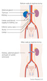 LIVE IN-PERSON 24 CE Hour Advanced Geriatric Oncology Bodywork & Massage