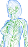 LIVE IN-PERSON 12 CE Hour Manual Lymphatic Drainage Extremities Basics