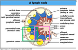 LIVE IN-PERSON 12 CE Hour Manual Lymphatic Drainage Extremities Basics