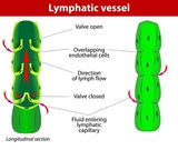Self-paced Online Homestudy 1 CE Lymphatic Drainage: Tissues & Theory