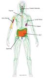 Self-paced Online Homestudy 1 CE Lymphatic Drainage: Tissues & Theory